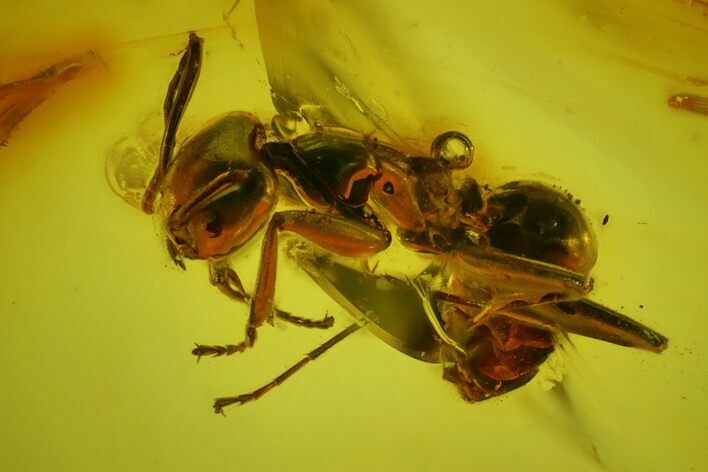 Detailed Fossil Ant (Formicidae) & Fly (Diptera) in Baltic Amber #173686
